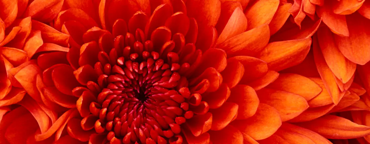 Page Photo Display chrysanthemum